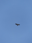 FZ003763 Buzzard (Buteo buteo).jpg